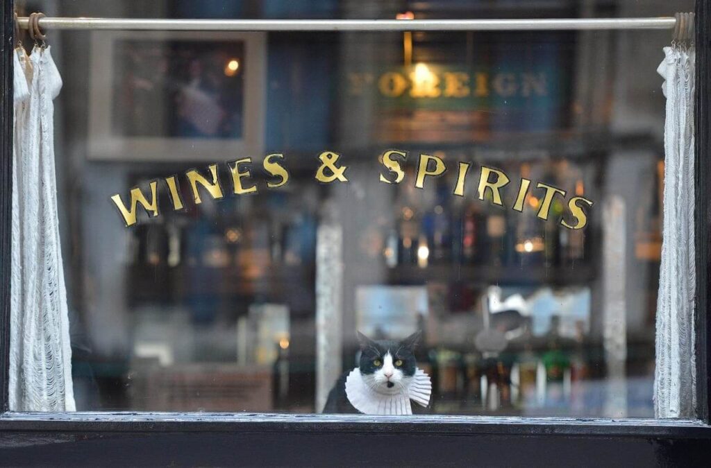 Cat with ruffled collar sits in pub window