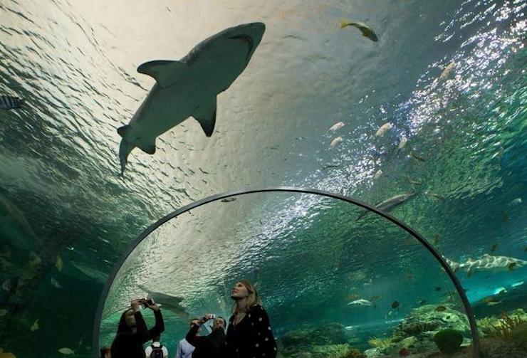 ripley's aquarium downtown toronto things to do in toronto