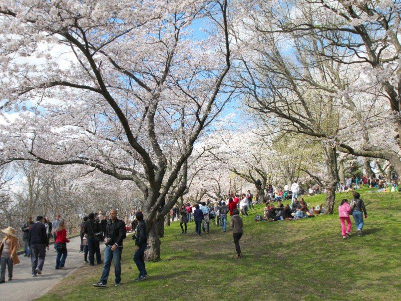 high park cherry blossoms toronto tourist attractions